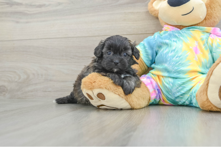 Popular Shih Poo Poodle Mix Pup