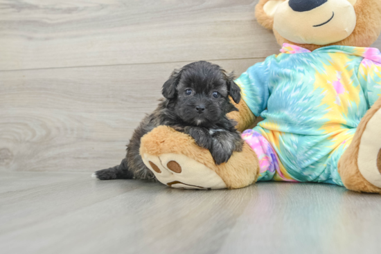 Popular Shih Poo Poodle Mix Pup