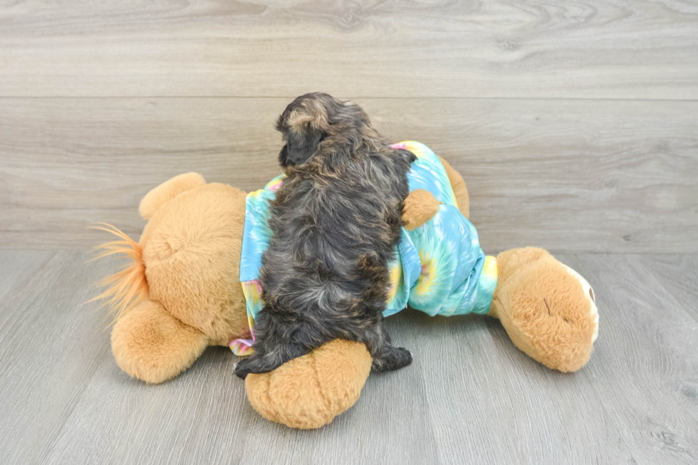 Shih Poo Puppy for Adoption
