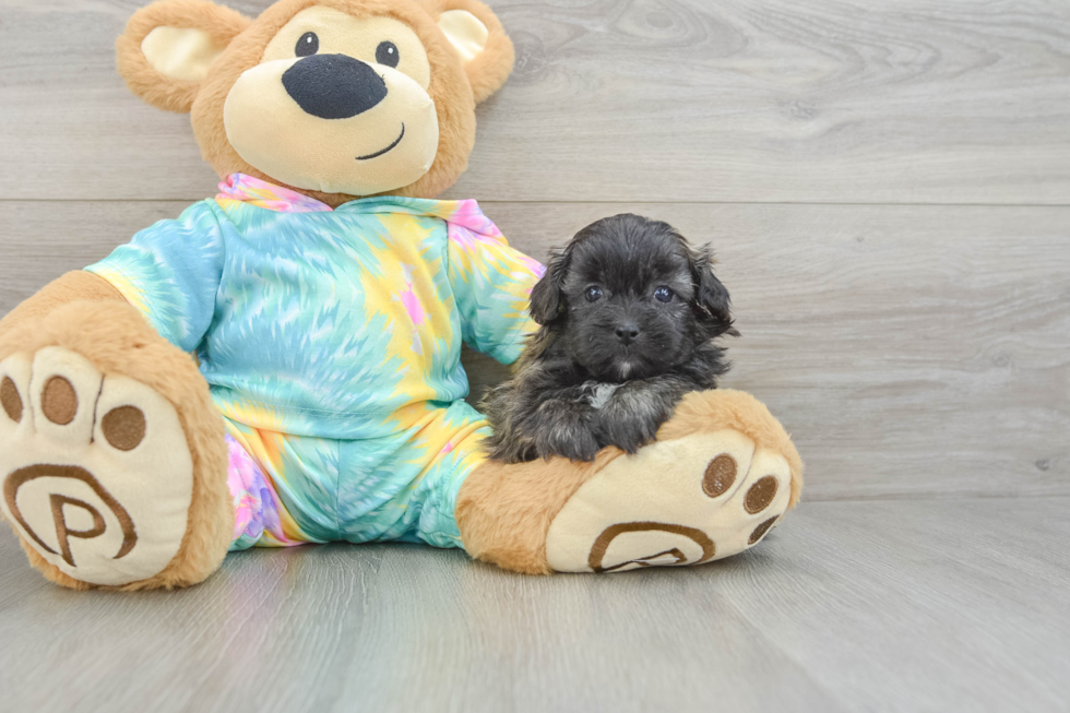 Cute Shih Poo Baby