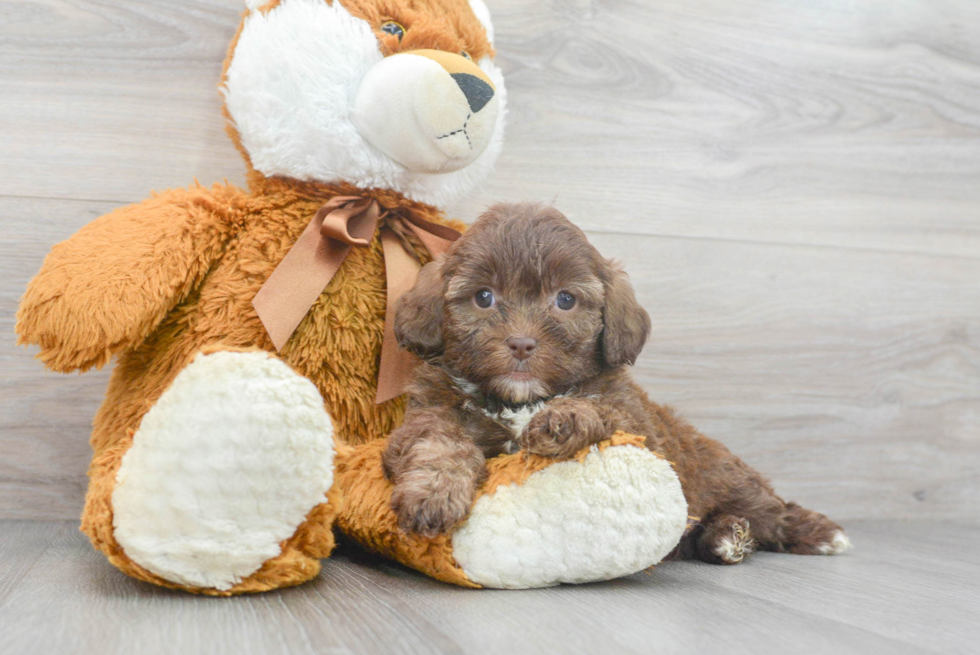 Hypoallergenic Shih Poo Poodle Mix Puppy