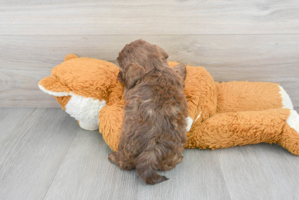 Shih Poo Pup Being Cute