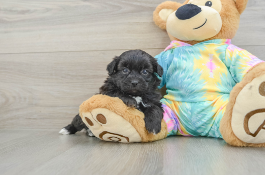 Best Shih Poo Baby