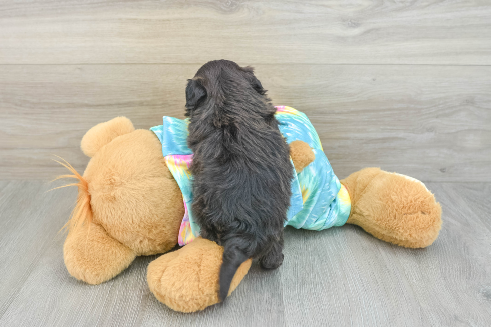 Little Shih Poo Poodle Mix Puppy