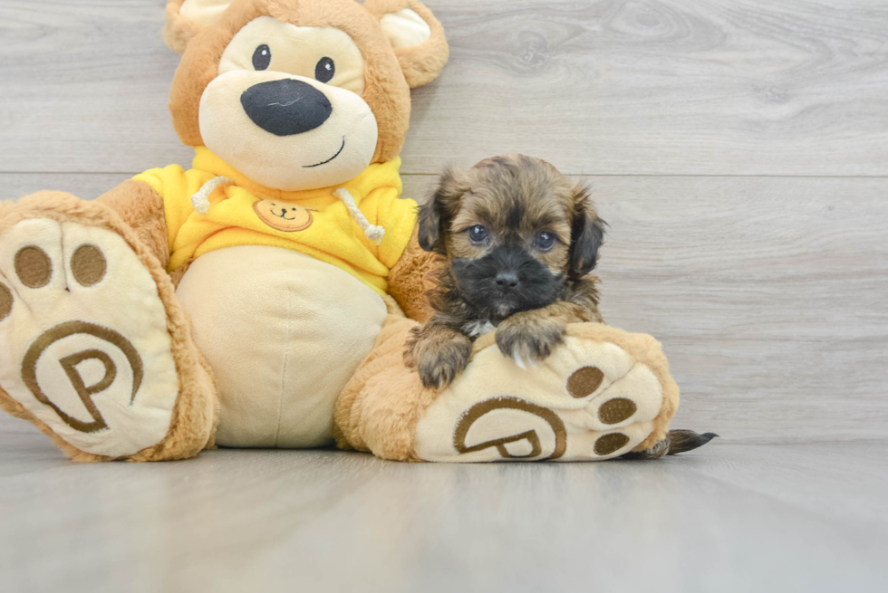 Friendly Shih Poo Baby