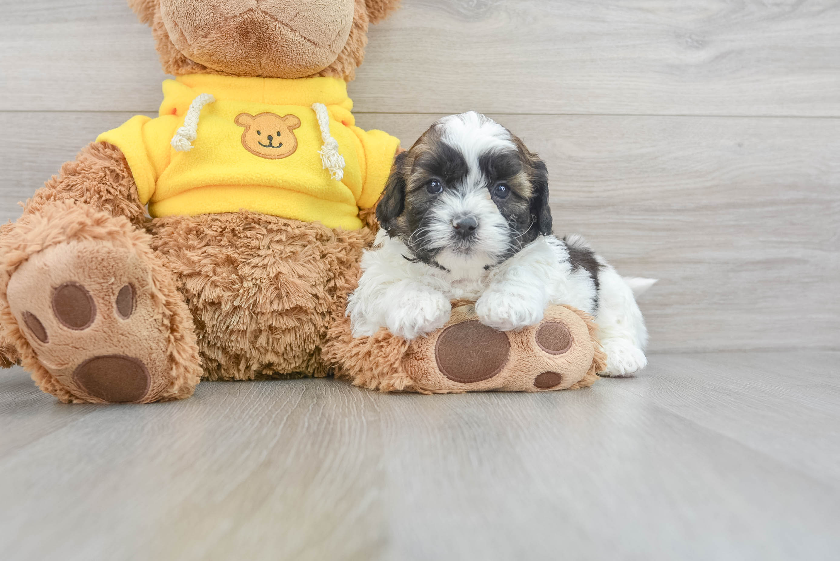Adorable Shihpoo Poodle Mix Puppy