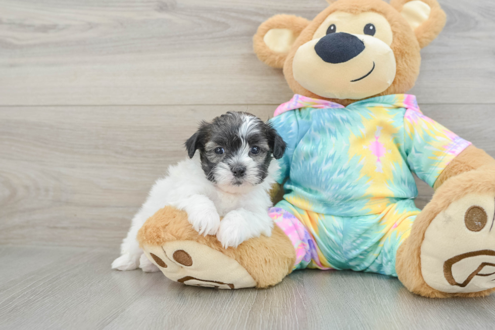 Shih Poo Pup Being Cute