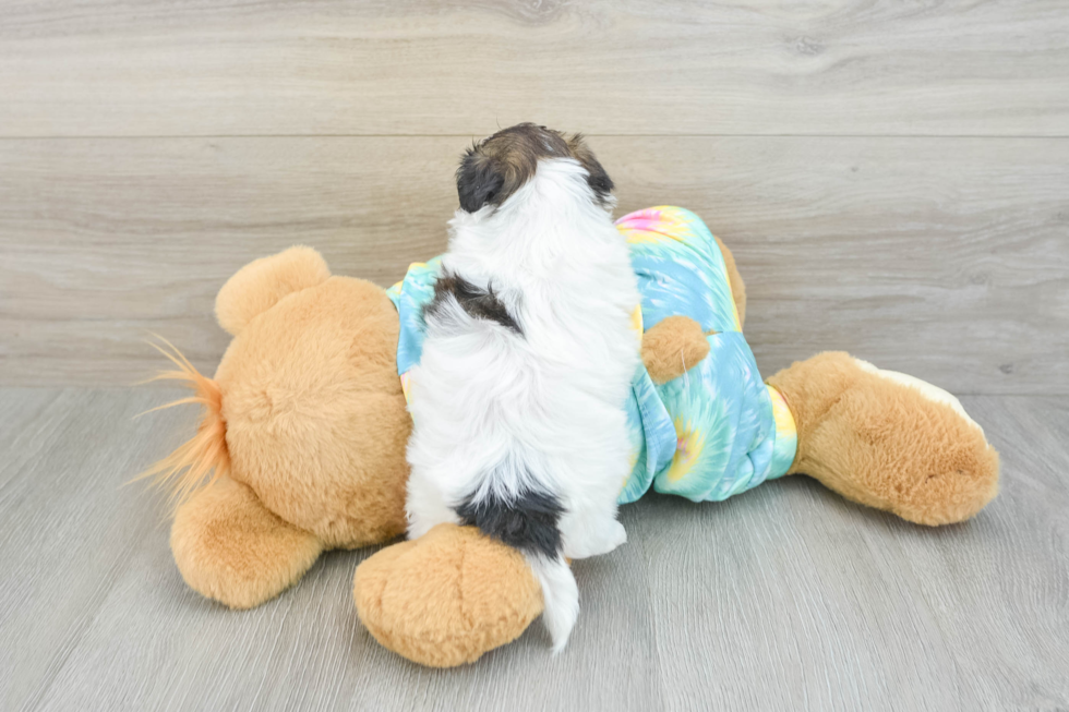 Shih Poo Pup Being Cute