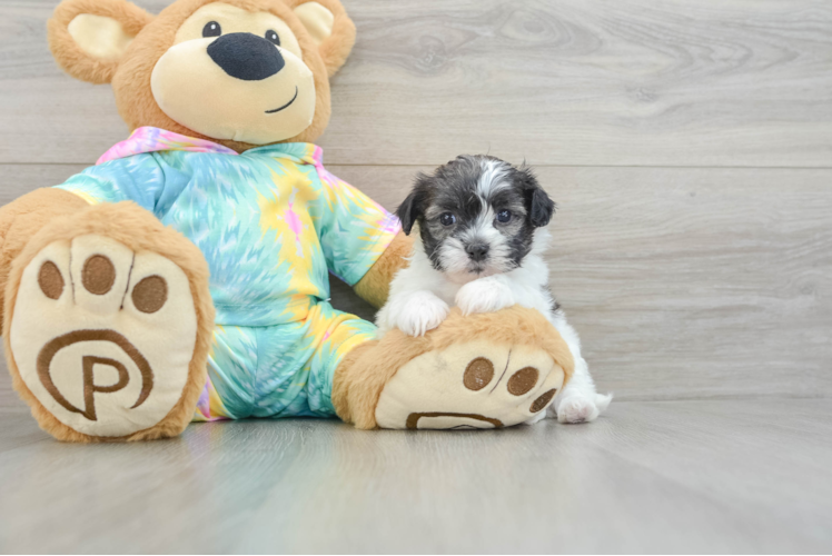 Shih Poo Pup Being Cute