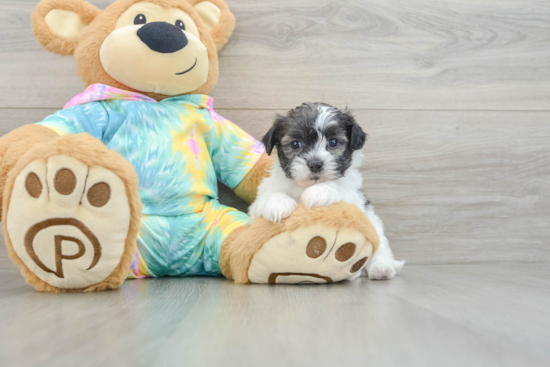 Shih Poo Pup Being Cute