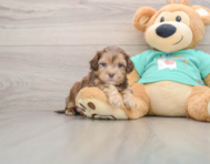 5 week old Shih Poo Puppy For Sale - Premier Pups