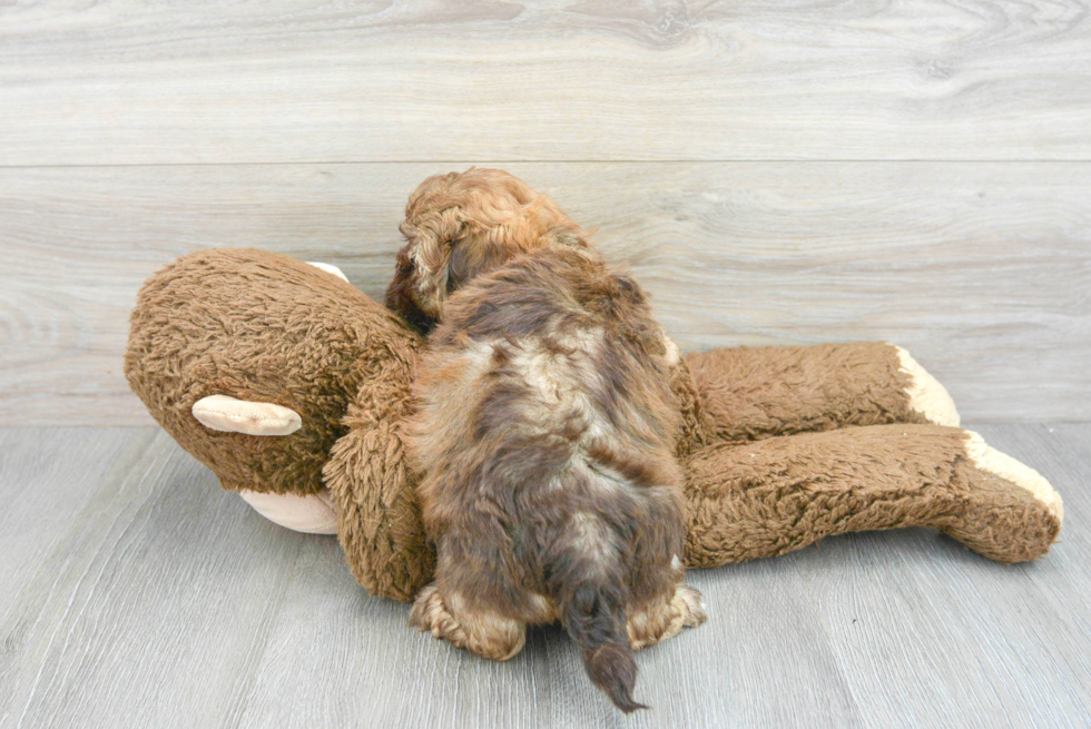 Shih Poo Pup Being Cute