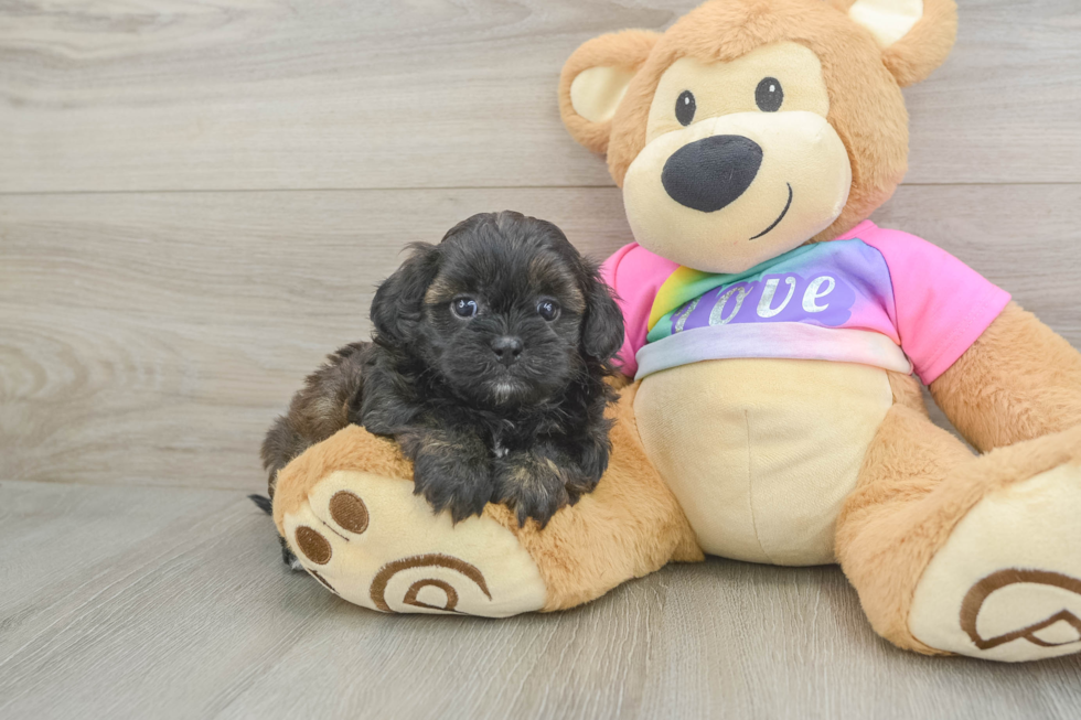 Shih Poo Pup Being Cute
