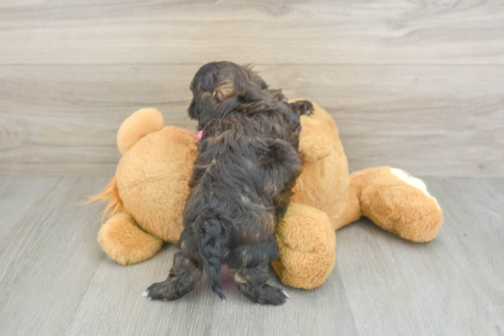 Petite Shih Poo Poodle Mix Pup
