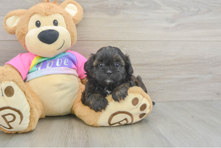 Shih Poo Puppy for Adoption