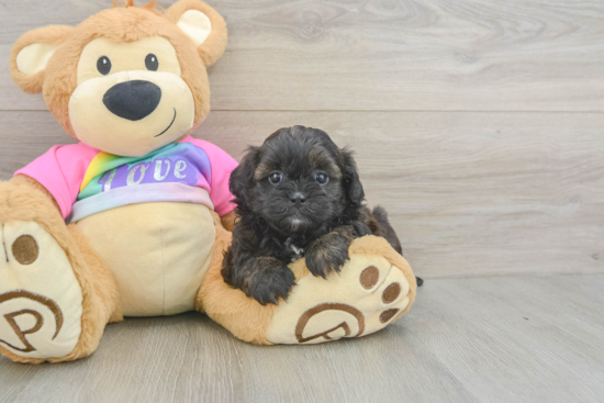 Shih Poo Puppy for Adoption