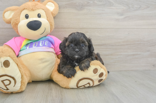 Shih Poo Puppy for Adoption