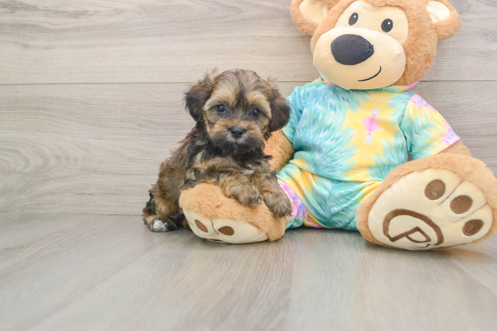 Best Shih Poo Baby