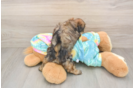 Shih Poo Puppy for Adoption
