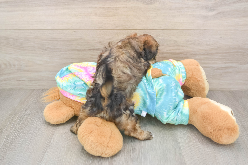 Shih Poo Puppy for Adoption