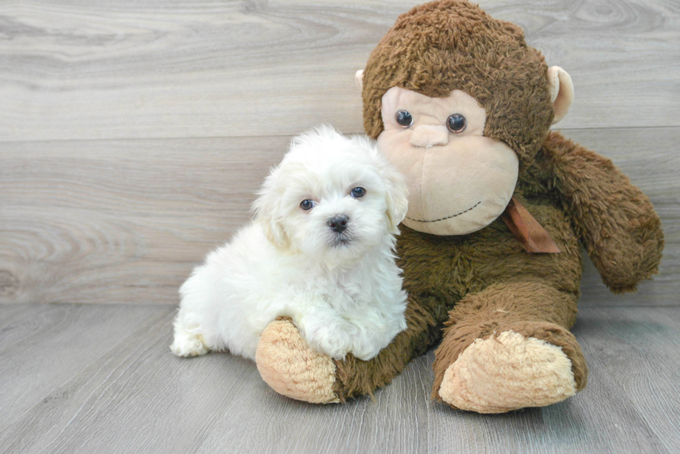 Little Shih Poo Poodle Mix Puppy