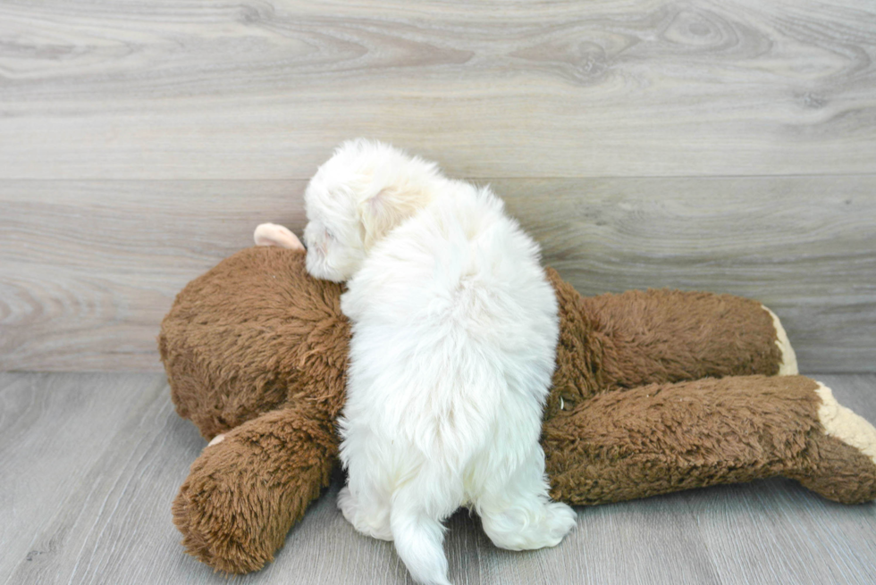 Shih Poo Pup Being Cute
