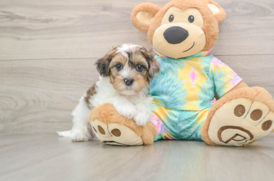 Shih Poo Puppy for Adoption
