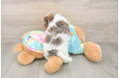 Sweet Shih Poo Baby