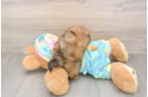 Best Shih Poo Baby