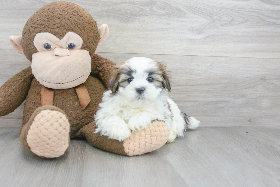 Playful Shih Poo Poodle Mix Puppy