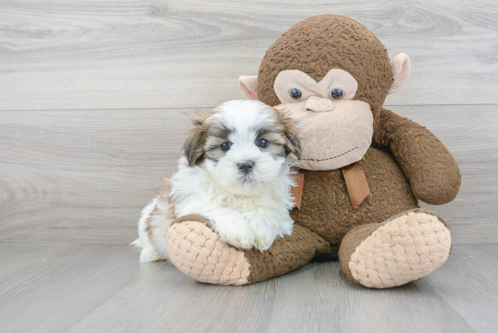 Funny Shih Poo Poodle Mix Pup