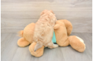 Shih Poo Puppy for Adoption