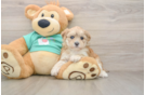Best Shih Poo Baby