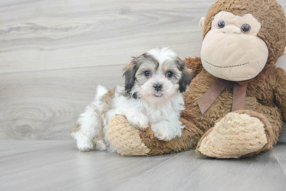 Adorable Shihpoo Poodle Mix Puppy