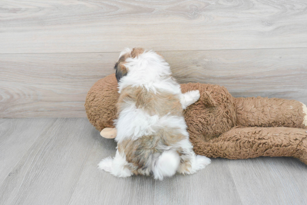 Fluffy Shih Poo Poodle Mix Pup