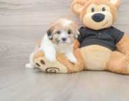 6 week old Shih Poo Puppy For Sale - Premier Pups