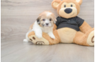 Small Shih Poo Baby
