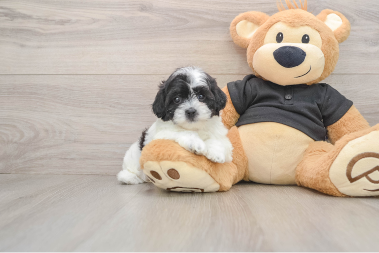 Shih Poo Pup Being Cute