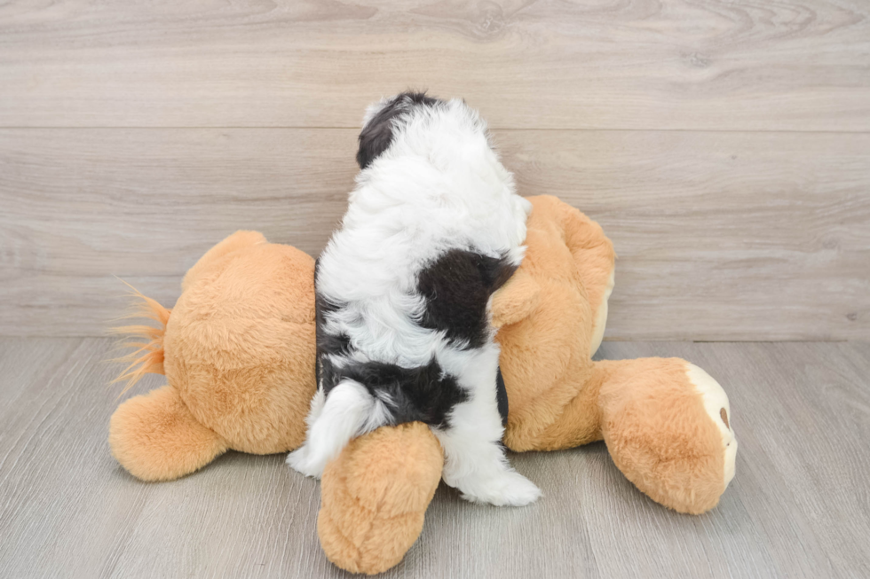 Shih Poo Puppy for Adoption