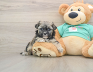 7 week old Shih Poo Puppy For Sale - Premier Pups