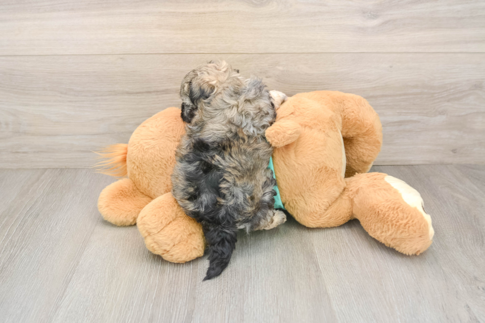 Sweet Shih Poo Baby