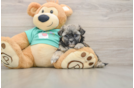 Best Shih Poo Baby