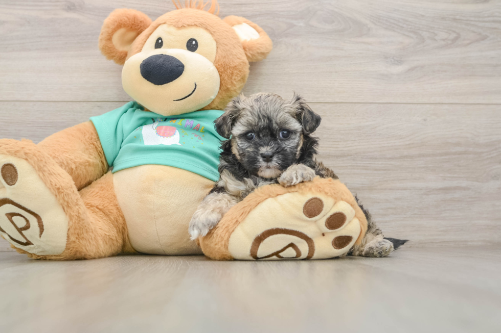 Best Shih Poo Baby