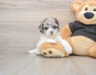 6 week old Shih Poo Puppy For Sale - Premier Pups