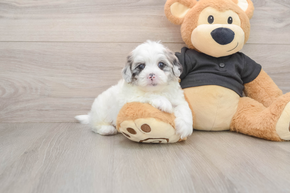 Best Shih Poo Baby