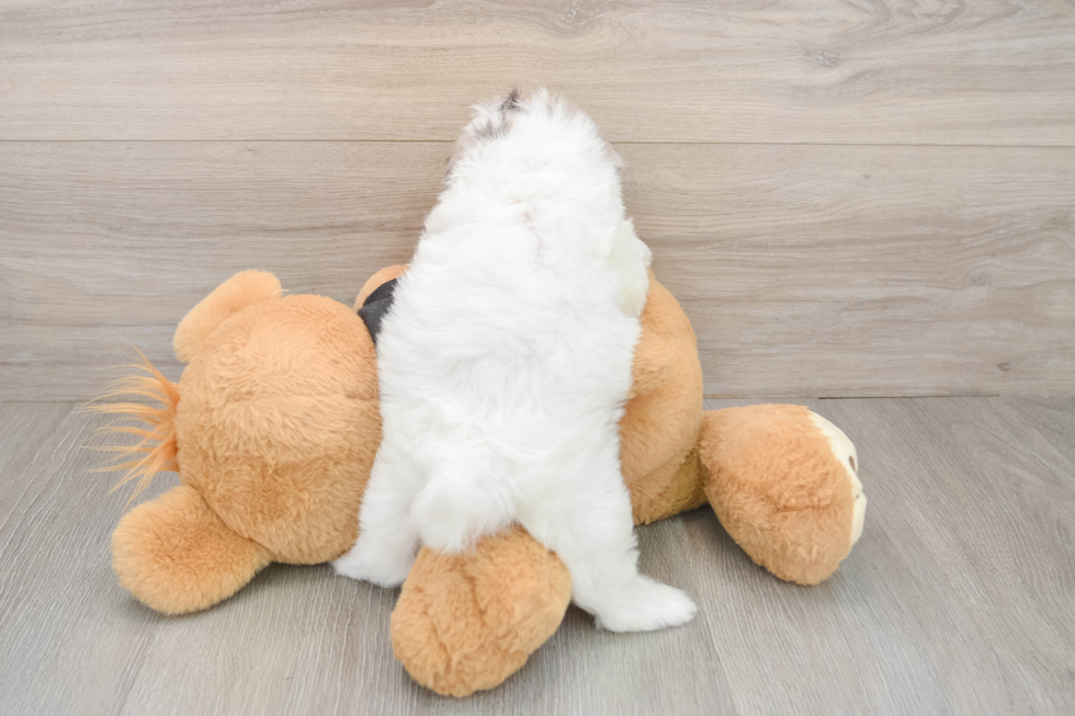 Shih Poo Pup Being Cute