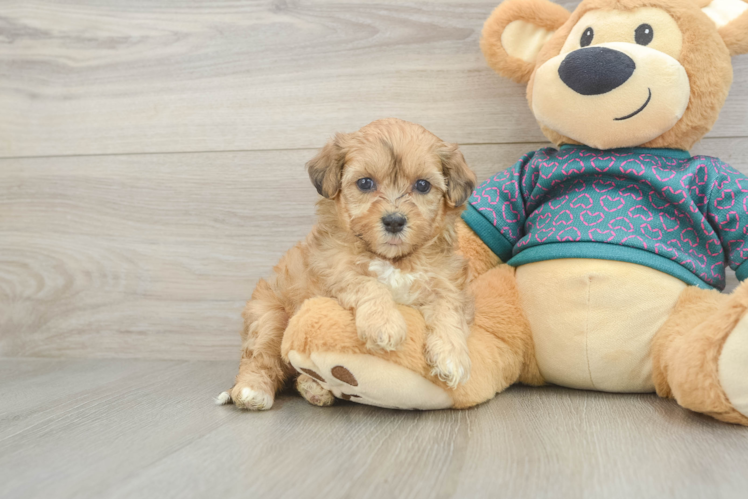Petite Shih Poo Poodle Mix Pup