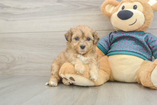 Petite Shih Poo Poodle Mix Pup