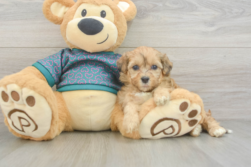 Playful Shihpoo Poodle Mix Puppy