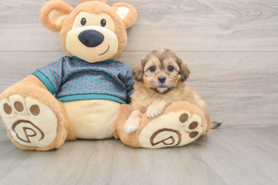 Adorable Shih Poo Poodle Mix Puppy